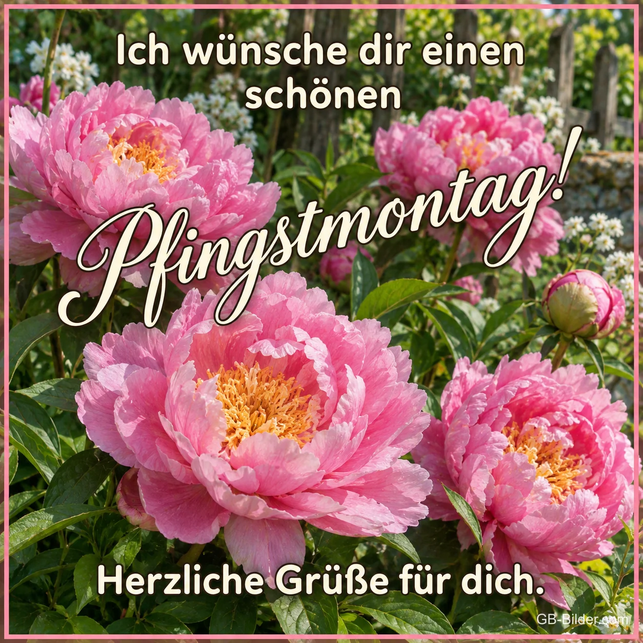 Rosa Pfingstrosen im Garten, Text: Ich wünsche dir einen schönen Pfingstmontag! – Herzliche Grüße für dich.