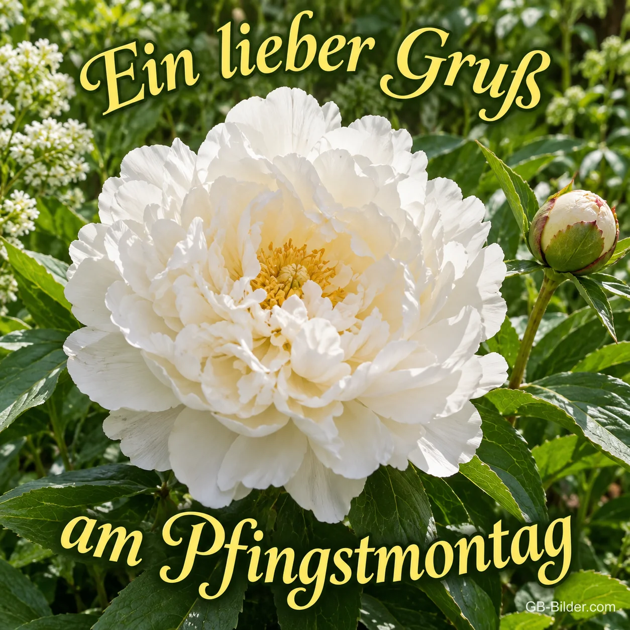 Weiße Pfingstrose im Garten, Text: Ein lieber Gruß – am Pfingstmontag