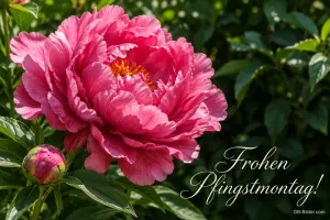 Pinke Pfingstrose mit Knospe im Garten, Text: Frohen Pfingstmontag!