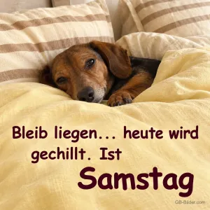 Dackel liegt gemütlich unter einer Bettdecke, Text: Bleib liegen … heute wird gechillt. Ist Samstag