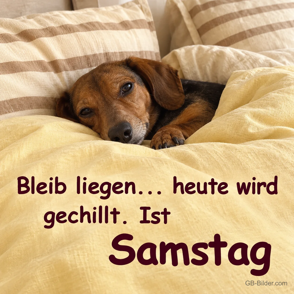 Dackel liegt gemütlich unter einer Bettdecke, Text: Bleib liegen … heute wird gechillt. Ist Samstag
