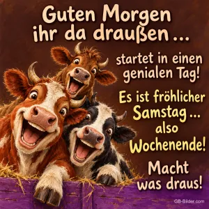 Drei Kühe lachen über einen Zaun, Text: Guten Morgen ihr da draußen … startet in einen genialen Tag! Es ist fröhlicher Samstag … also Wochenende! Macht was draus!