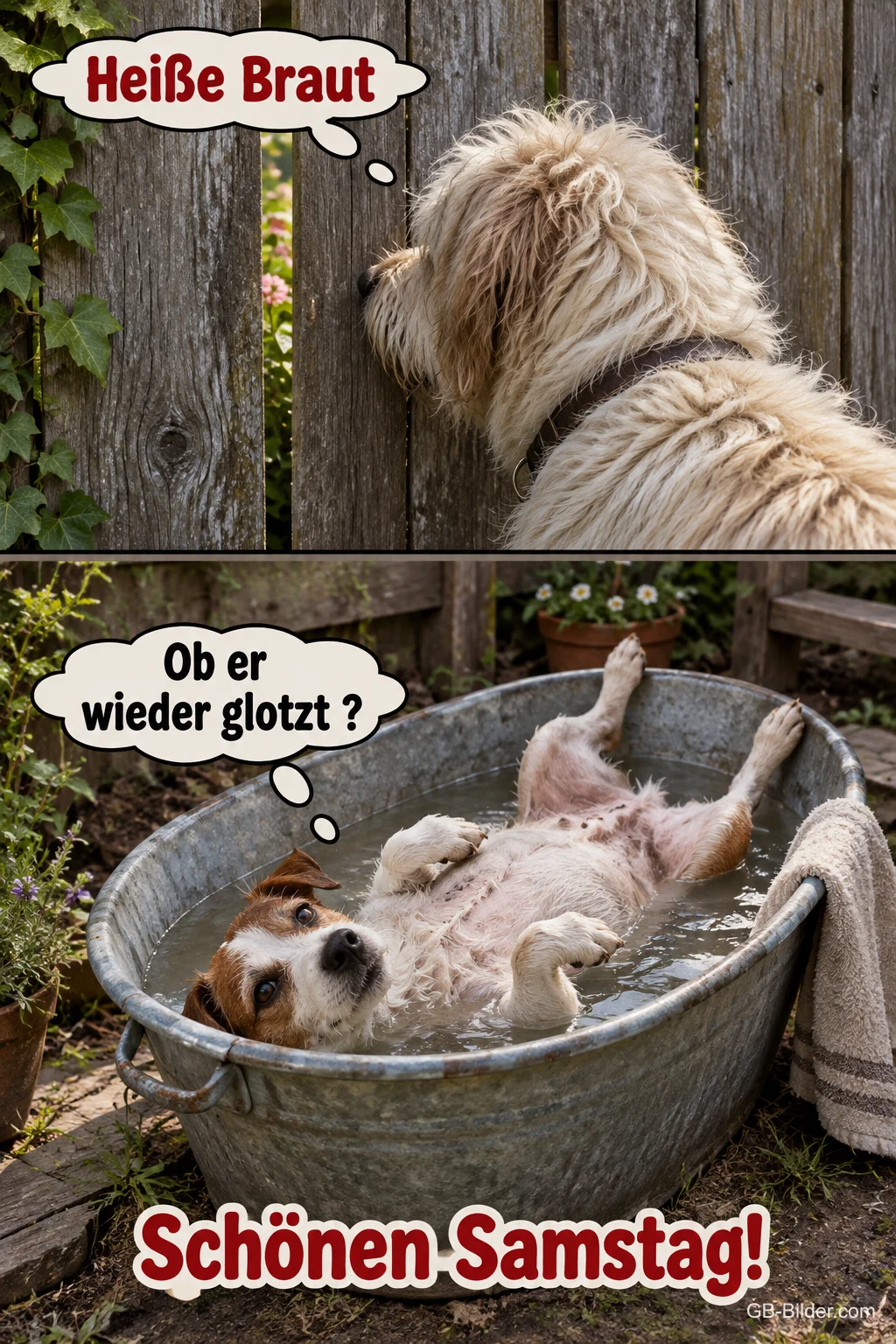 Hund lugt durch den Zaun, Hündin badet in der Wanne, lustiger Spruch, Schönen Samstag!