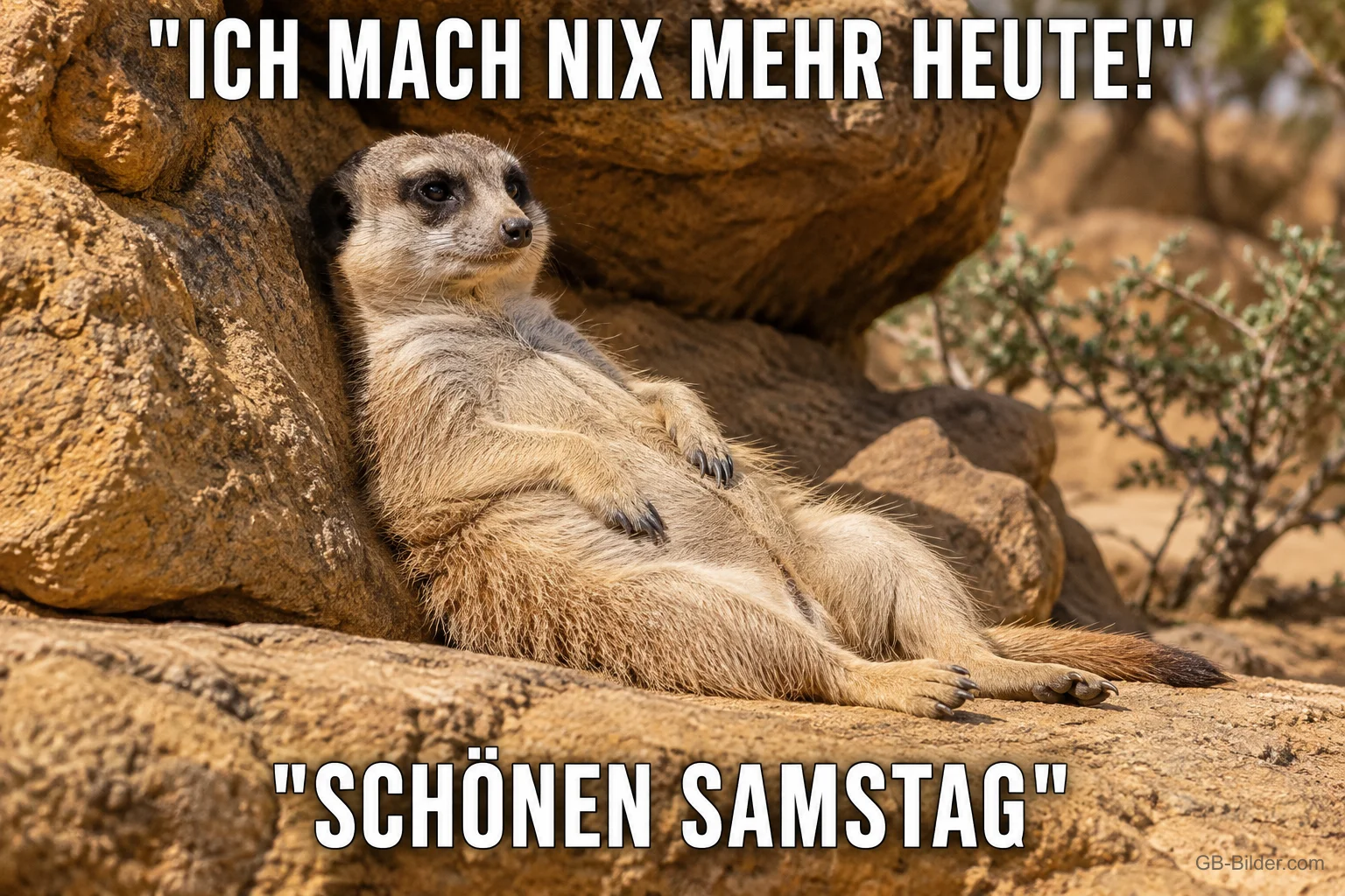 Faules Erdmännchen am Felsen, Text: Ich mach nix mehr heute! Schönen Samstag