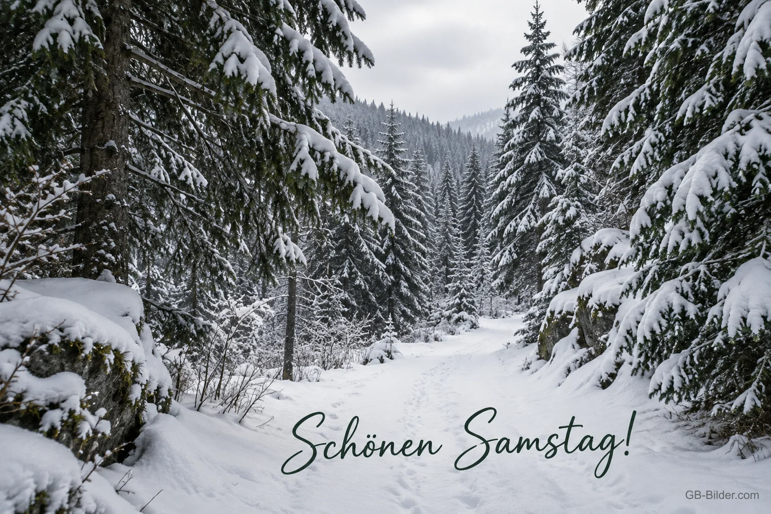 Verschneiter Tannenwald, Text: Schönen Samstag Verschneiter Tannenwald, Text: Schönen Samstag