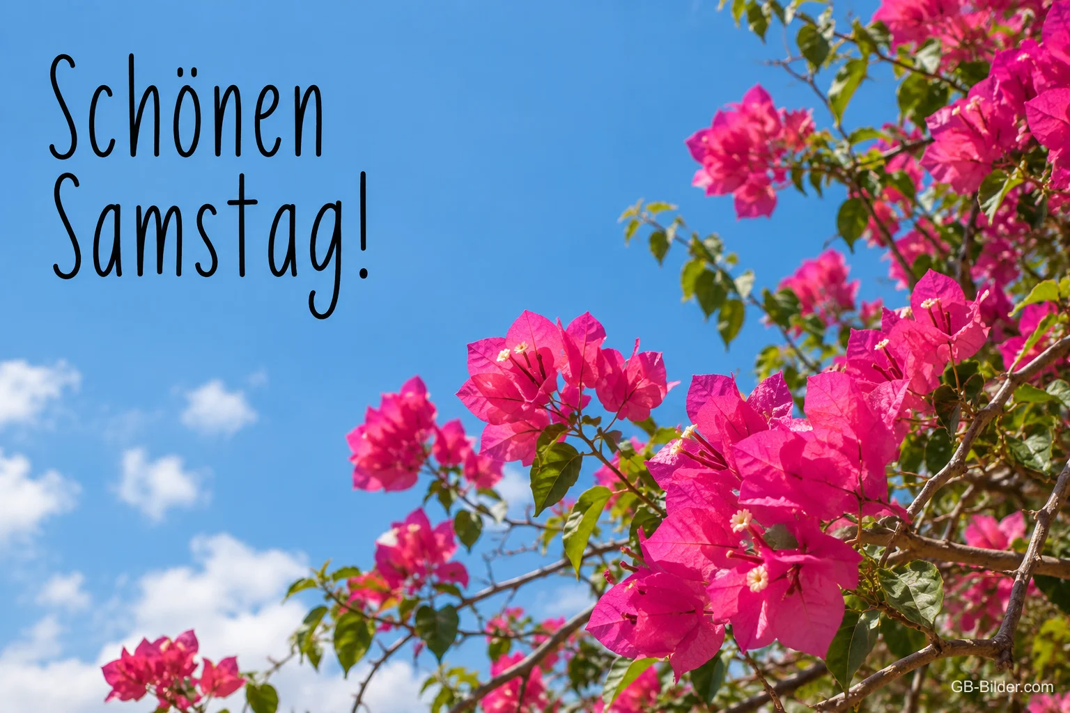 Pinke Bougainvillea, Text: Schönen Samstag Pinke Bougainvillea, Text: Schönen Samstag