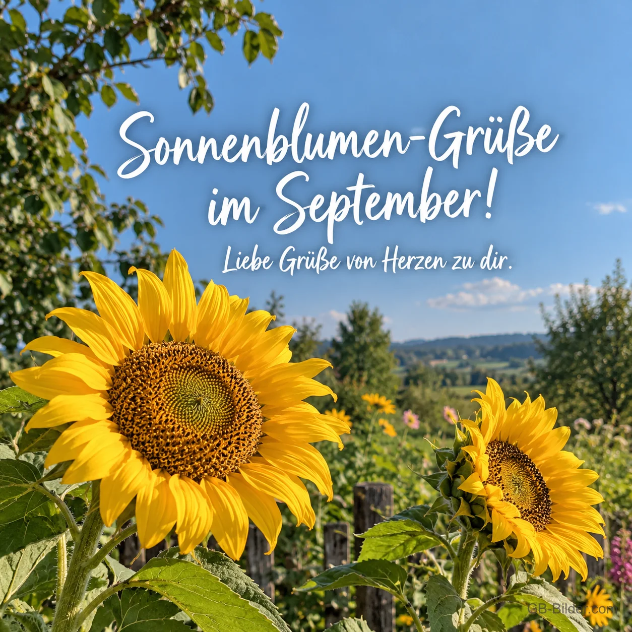 Sonnenblumen im Garten, Text: Sonnenblumen-Grüße im September! Sonnenblumen im Garten, Text: Sonnenblumen-Grüße im September!