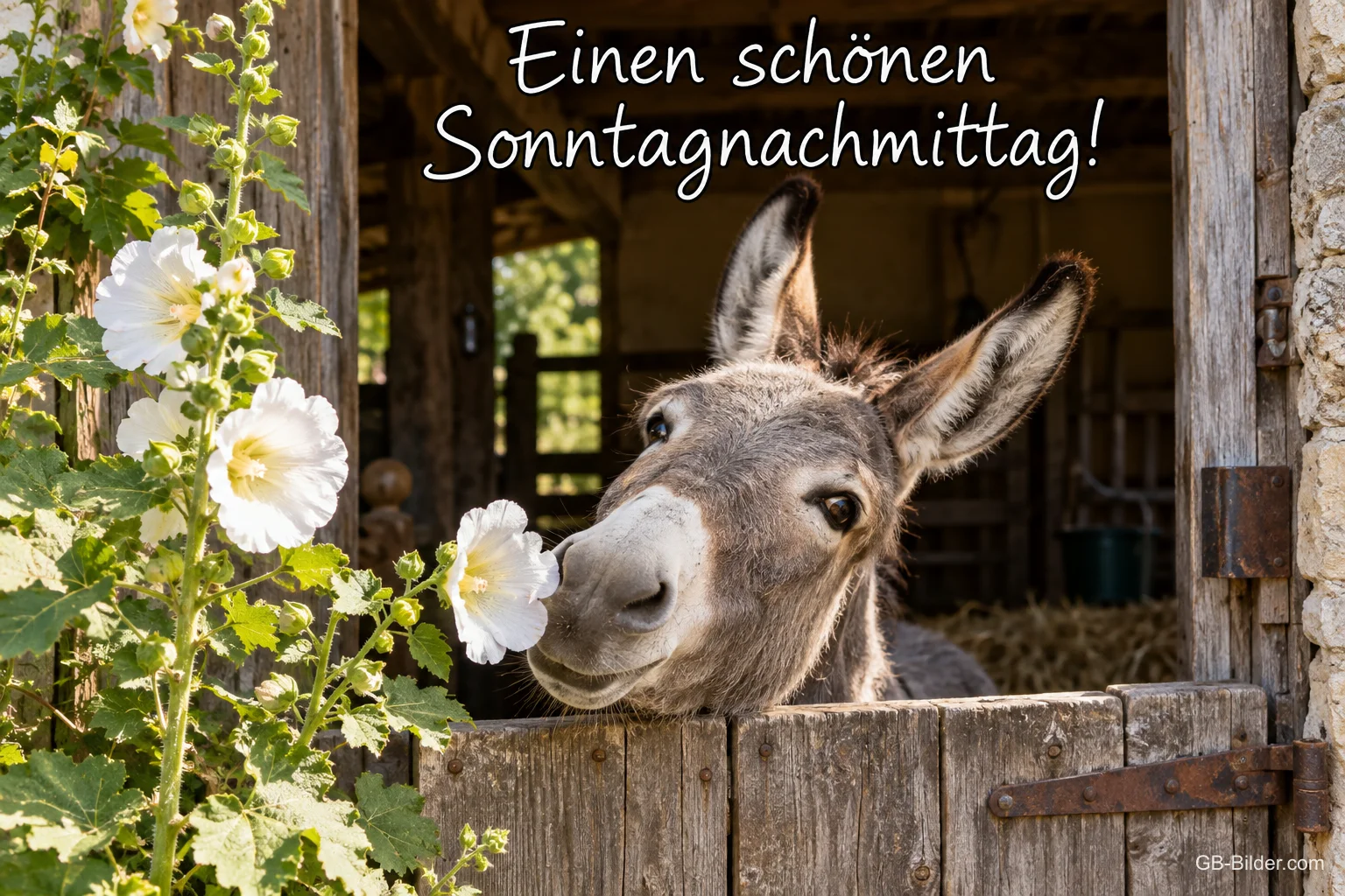 Esel mit weißer Blüte im Maul schaut aus der Stalltür, Text: Einen schönen Sonntagnachmittag!