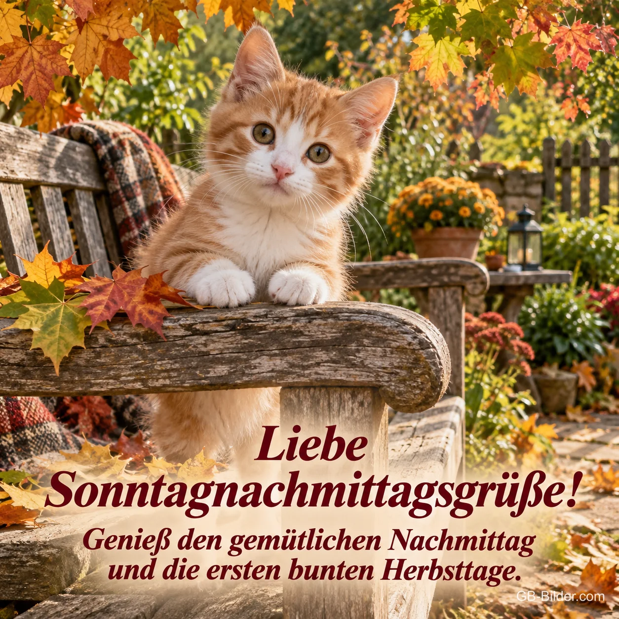 Rotes Kätzchen auf einer Gartenbank im Herbstlaub, Text: Liebe Sonntagnachmittagsgrüße! – Genieß den gemütlichen Nachmittag und die ersten bunten Herbsttage.
