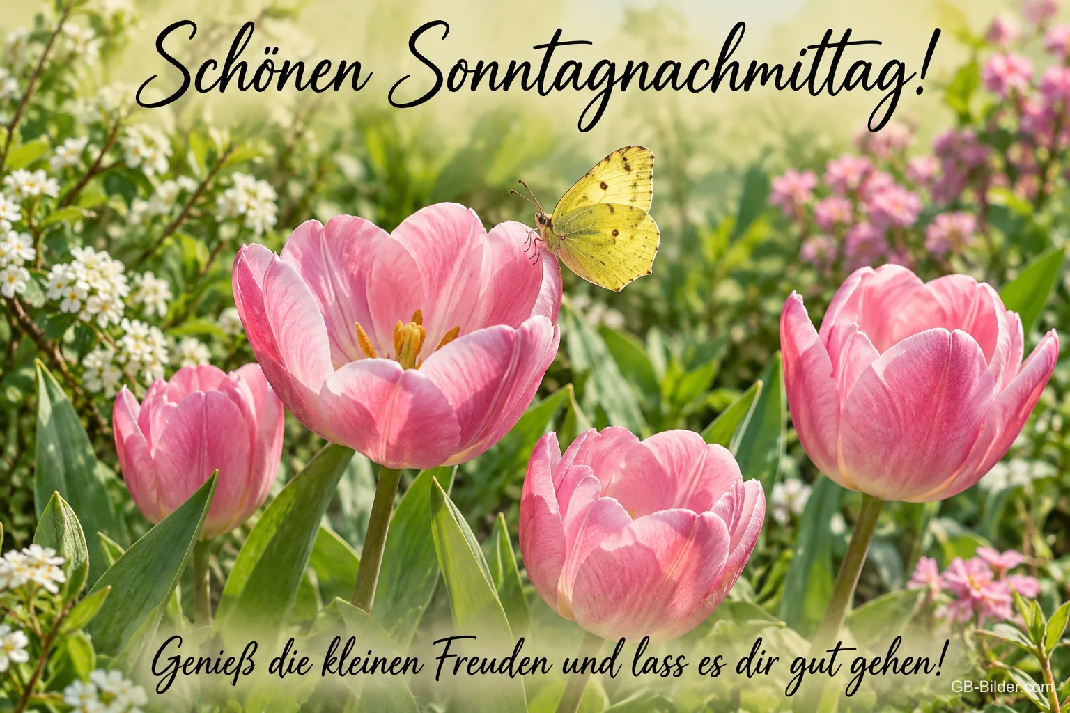 Rosa Tulpen mit Zitronenfalter im Garten, Text: Schönen Sonntagnachmittag! – Genieß die kleinen Freuden und lass es dir gut gehen!