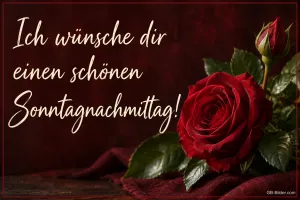 Rote Rose auf dunkelrotem Samt, Text: Ich wünsche dir einen schönen Sonntagnachmittag!