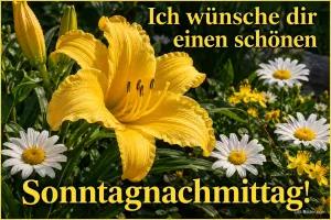 Gelbe Taglilie zwischen Margeriten, Text: Ich wünsche dir einen schönen – Sonntagnachmittag!