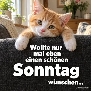 Kätzchen über der Sofalehne, Text: Wollte nur mal eben einen schönen Sonntag wünschen