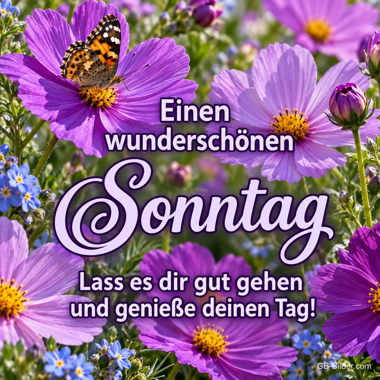 Lila Cosmeablüten mit einem Schmetterling, Text: Einen wunderschönen Sonntag! Lass es dir gut gehen und genieße deinen Tag!