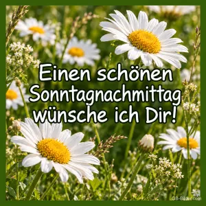 Margeritenwiese in der Sonne, Text: Einen schönen Sonntagnachmittag wünsche ich Dir!