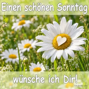 Margerite mit Herz in der Mitte auf einer Wiese, Text: Einen schönen Sonntag wünsche ich Dir!