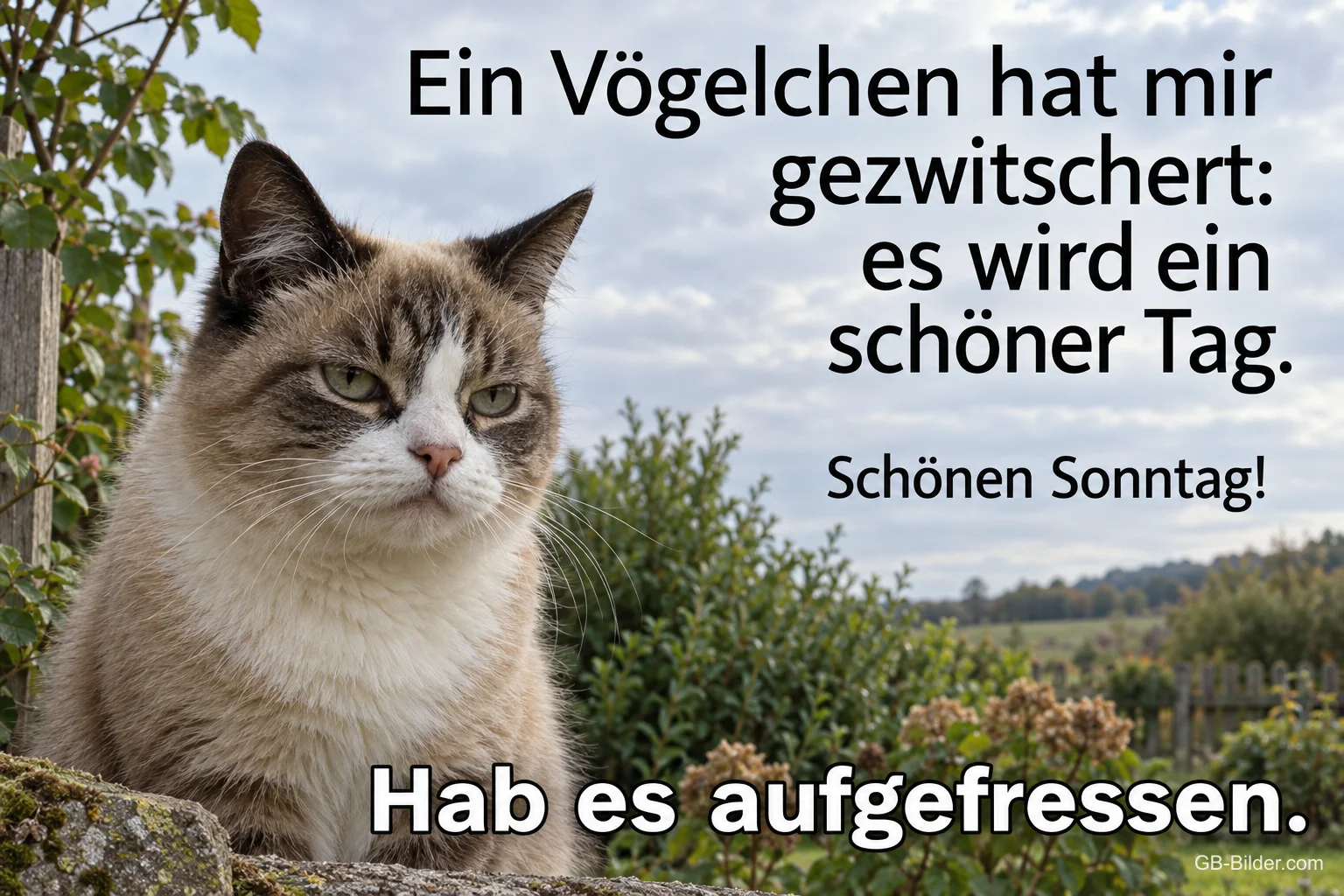 Grimmige Katze, lustiger Spruch, Text: Ein Vögelchen hat mir gezwitschert: es wird ein schöner Tag