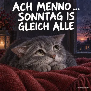 Traurige Katze, lustiger Spruch, Text: ACH MENNO