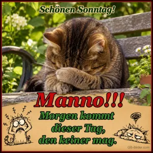 Katze mit Pfoten vor dem Gesicht, lustiger Spruch, Text: Schönen Sonntag