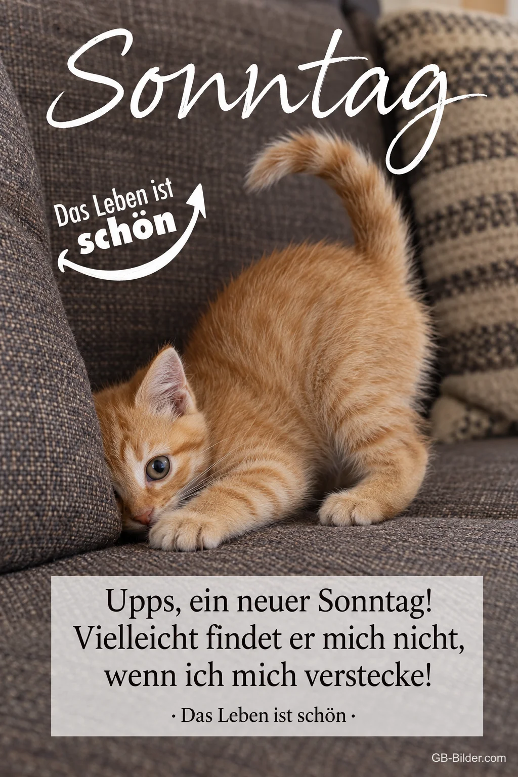 Kätzchen versteckt sich, lustiger Spruch, Text: Sonntag