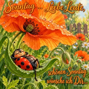 Marienkäfer liegt entspannt in einem Blatt unter einer Mohnblume, Text: Sonntag … Liebe Leute, schönen Sonntag wünsche ich Dir…