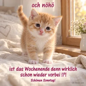Rotes Kätzchen schaut traurig auf einer Decke, Text: och nöhö – ist das Wochenende denn wirklich schon wieder vorbei!?! Schönen Sonntag!