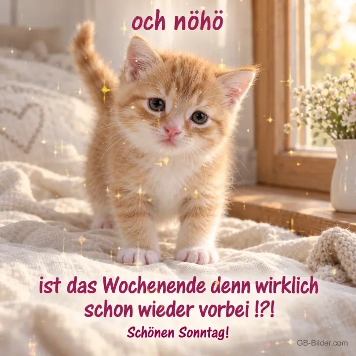 Rotes Kätzchen schaut traurig auf einer Decke, Text: och nöhö – ist das Wochenende denn wirklich schon wieder vorbei!?! Schönen Sonntag!