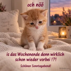 Trauriges Kätzchen, Text: och nöö
