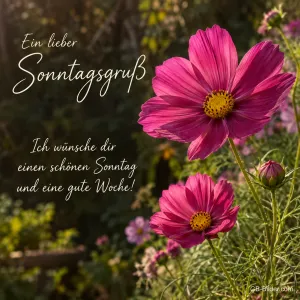 Pinke Cosmeablüten im sonnigen Garten, Text: Ein lieber Sonntagsgruß – Ich wünsche dir einen schönen Sonntag und eine gute Woche!