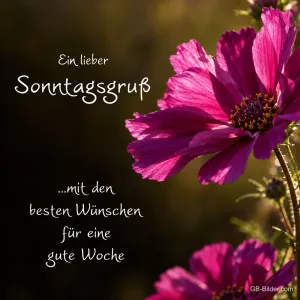 Pinke Schmuckkörbchen, Text: Ein lieber Sonntagsgruß