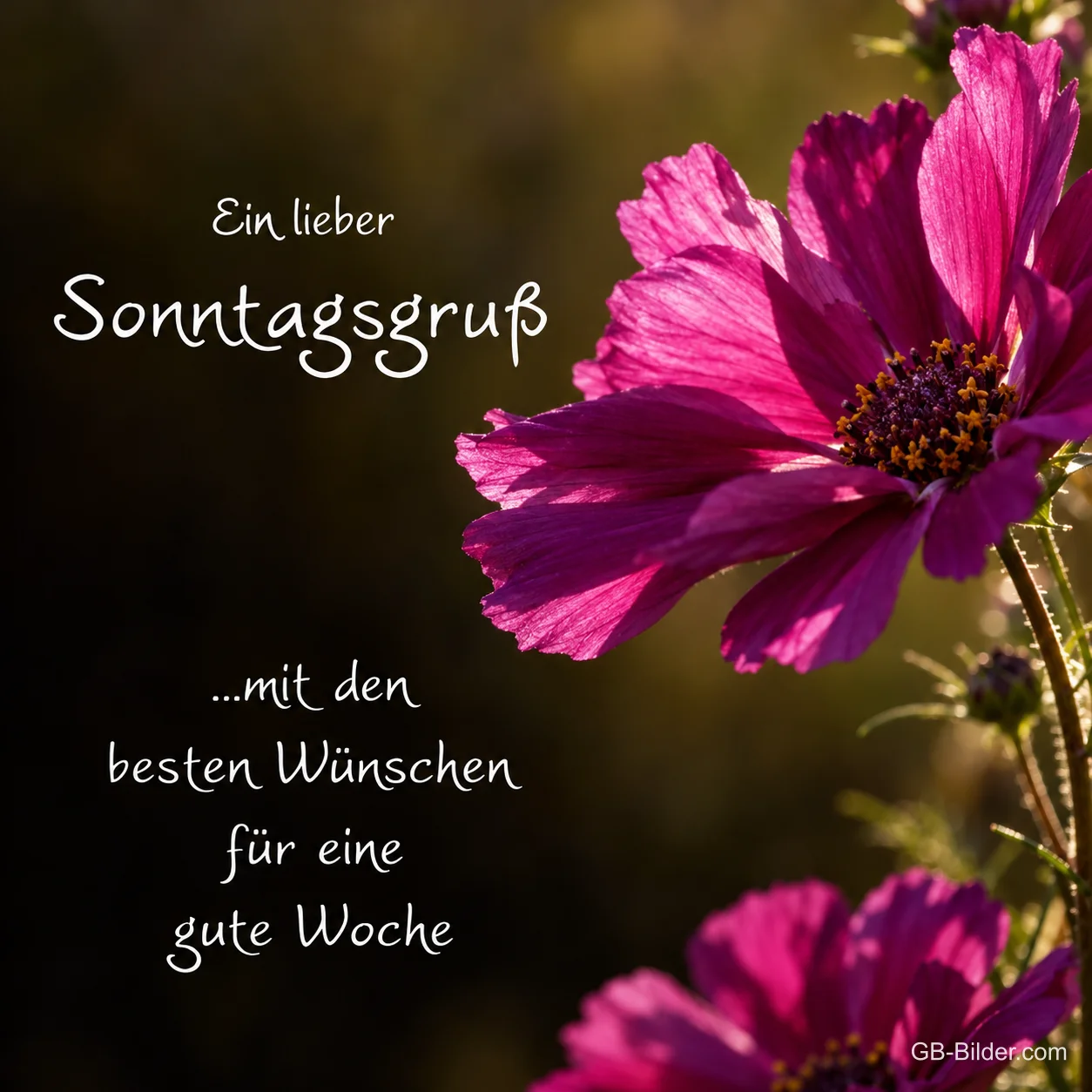 Pinke Schmuckkörbchen, Text: Ein lieber Sonntagsgruß