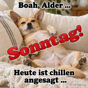 Entspannter Chihuahua, Text: Boah, Alder