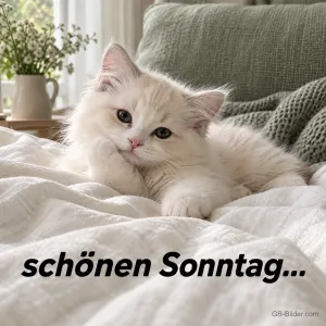 Weißes Kätzchen, Text: schönen Sonntag