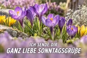 Lila Krokusse, Text: ICH SENDE DIR GANZ LIEBE SONNTAGSGRÜSSE