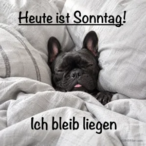 Schwarze Französische Bulldogge liegt verschlafen im Bett, Text: Heute ist Sonntag! Ich bleib liegen