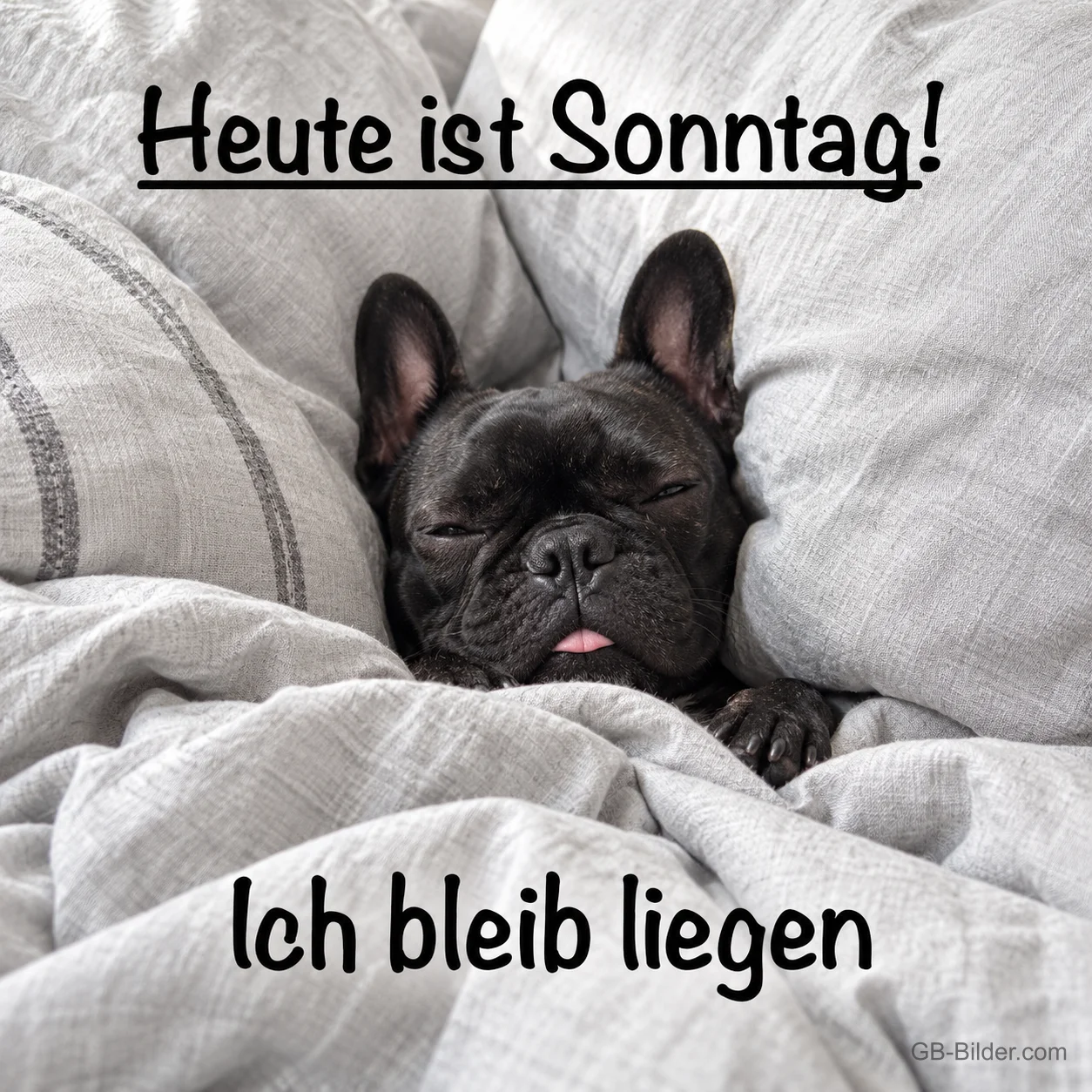 Schwarze Französische Bulldogge liegt verschlafen im Bett, Text: Heute ist Sonntag! Ich bleib liegen