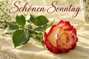 Rot-gelbe Rose auf einer Spitzendecke, Text: Schönen Sonntag