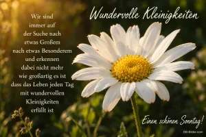 Margerite im goldenen Abendlicht, Text: Wundervolle Kleinigkeiten – Wir sind immer auf der Suche nach etwas Großem, nach etwas Besonderem und erkennen dabei nicht mehr, wie großartig es ist, dass das Leben jeden Tag mit wundervollen Kleinigkeiten erfüllt ist. Einen schönen Sonntag!