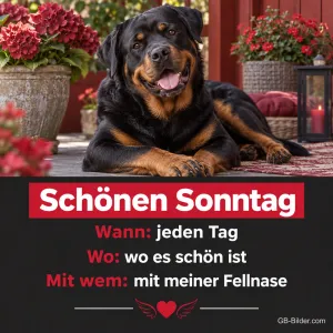 Rottweiler liegt auf einer Terrasse zwischen roten Blumen, Text: Schönen Sonntag – Wann: jeden Tag. Wo: wo es schön ist. Mit wem: mit meiner Fellnase