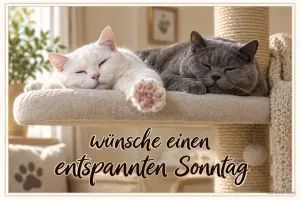 Weiße und graue Katze schlafen auf einem Kratzbaum, Text: wünsche einen entspannten Sonntag
