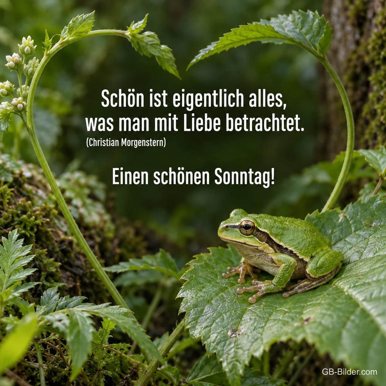 Laubfrosch sitzt in einem Herz aus Ranken, Text: Schön ist eigentlich alles, was man mit Liebe betrachtet. (Christian Morgenstern) Einen schönen Sonntag!