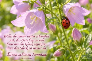 Marienkäfer auf einer rosa Glockenblume, Text: Willst du immer weiter schweifen, sieh, das Gute liegt so nah, lerne nur das Glück ergreifen, denn das Glück ist immer da. Einen schönen Sonntag! – J.W. von Goethe
