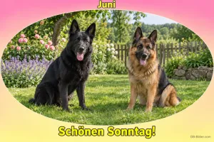 Schwarzer und brauner Schäferhund sitzen im Garten, Text: Juni – Schönen Sonntag!