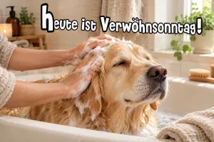 Golden Retriever wird in der Badewanne eingeseift, Text: heute ist Verwöhnsonntag!