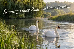 Schwäne auf dem Fluss, Text: Sonntag voller Ruhe und kleiner Freuden