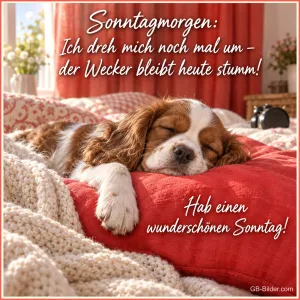 Cavalier-Spaniel schläft auf einem roten Kissen, Text: Sonntagmorgen: Ich dreh mich noch mal um – der Wecker bleibt heute stumm! Hab einen wunderschönen Sonntag!