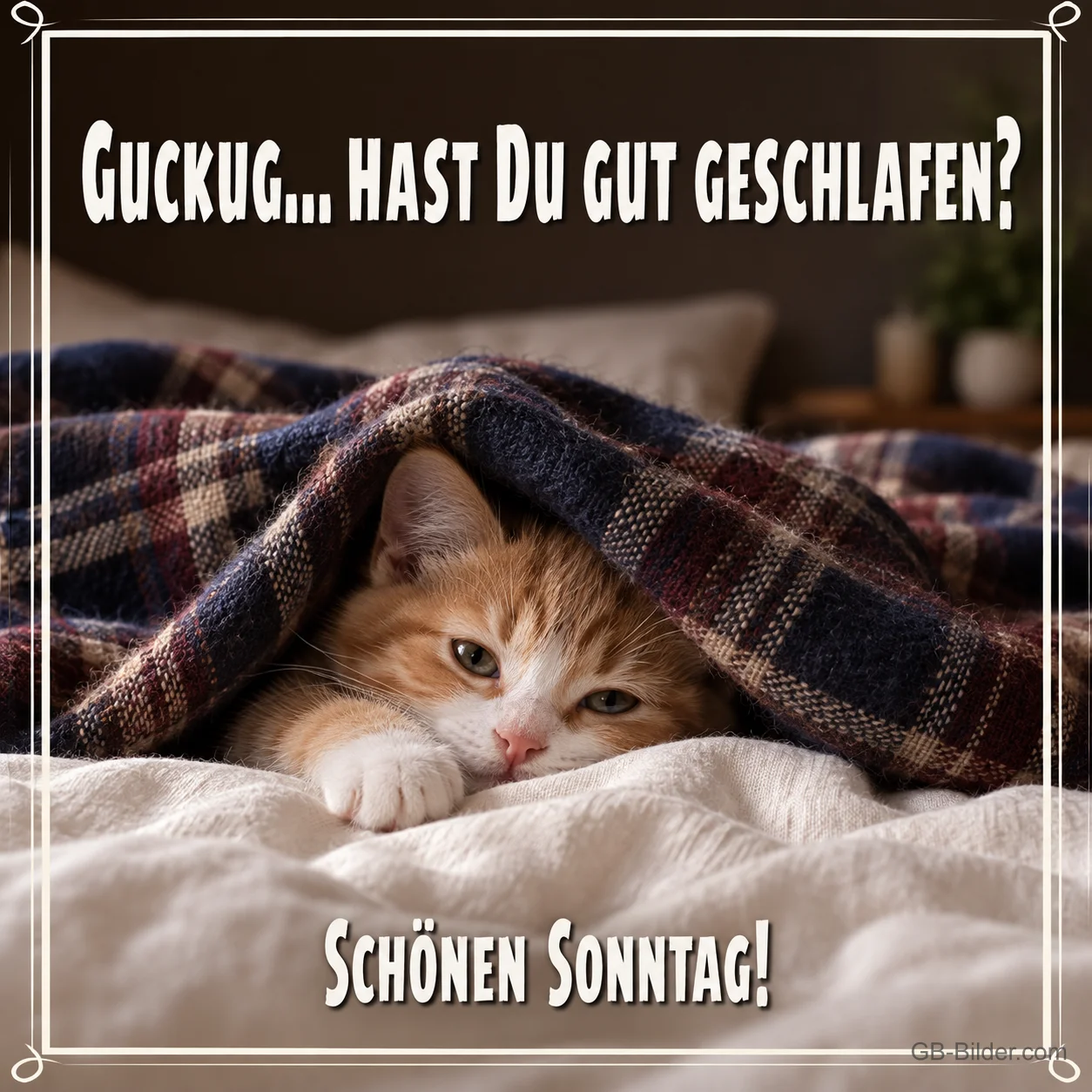 Kätzchen schaut unter einer Decke hervor, Text: Hast du gut geschlafen? Schönen Sonntag!