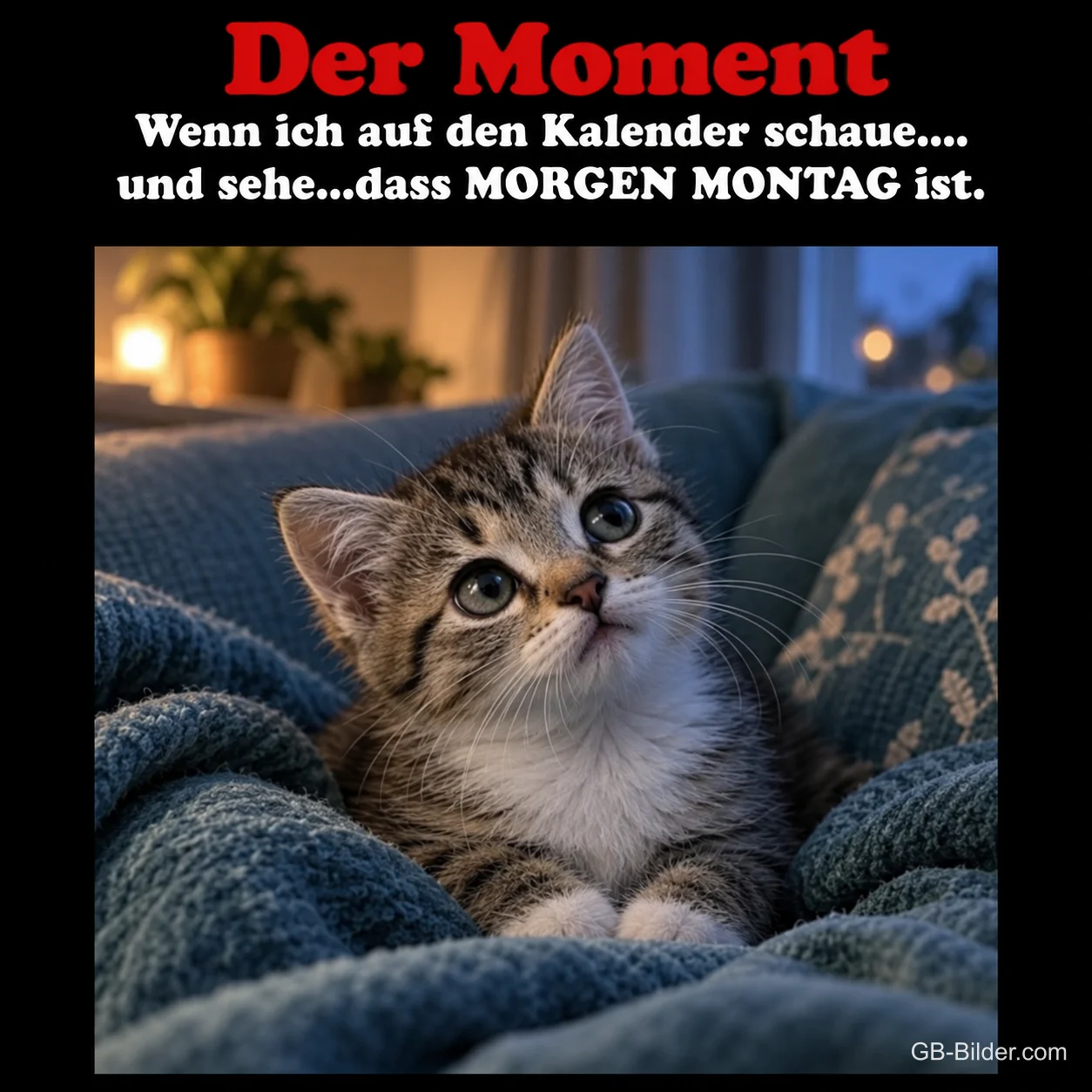 Erschrockenes Kätzchen in einer Decke, Text: Der Moment, wenn ich sehe, dass morgen Montag ist.
