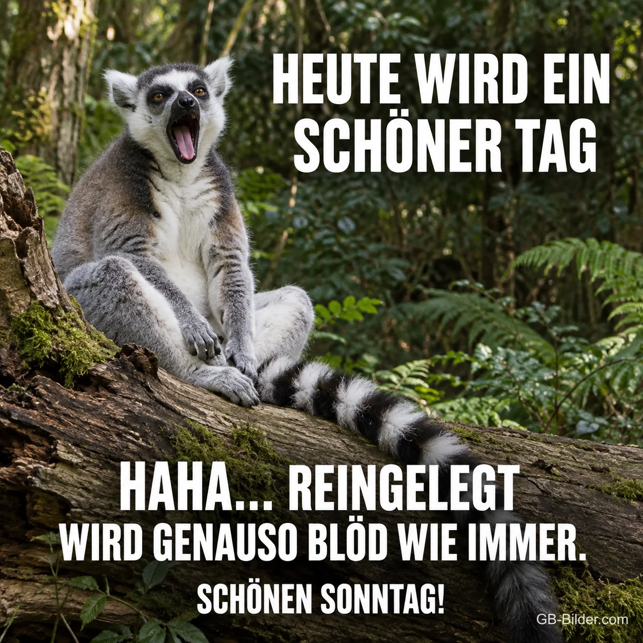 Katta mit weit offenem Maul sitzt auf einem Baumstamm im Wald, Text: Heute wird ein schöner Tag. Haha … reingelegt, wird genauso blöd wie immer. Schönen Sonntag!