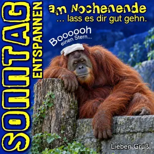 Erschöpfter Orang-Utan mit Waschlappen auf dem Kopf, Text: Sonntag entspannen, lass es dir gut gehn. Lieben Gruß